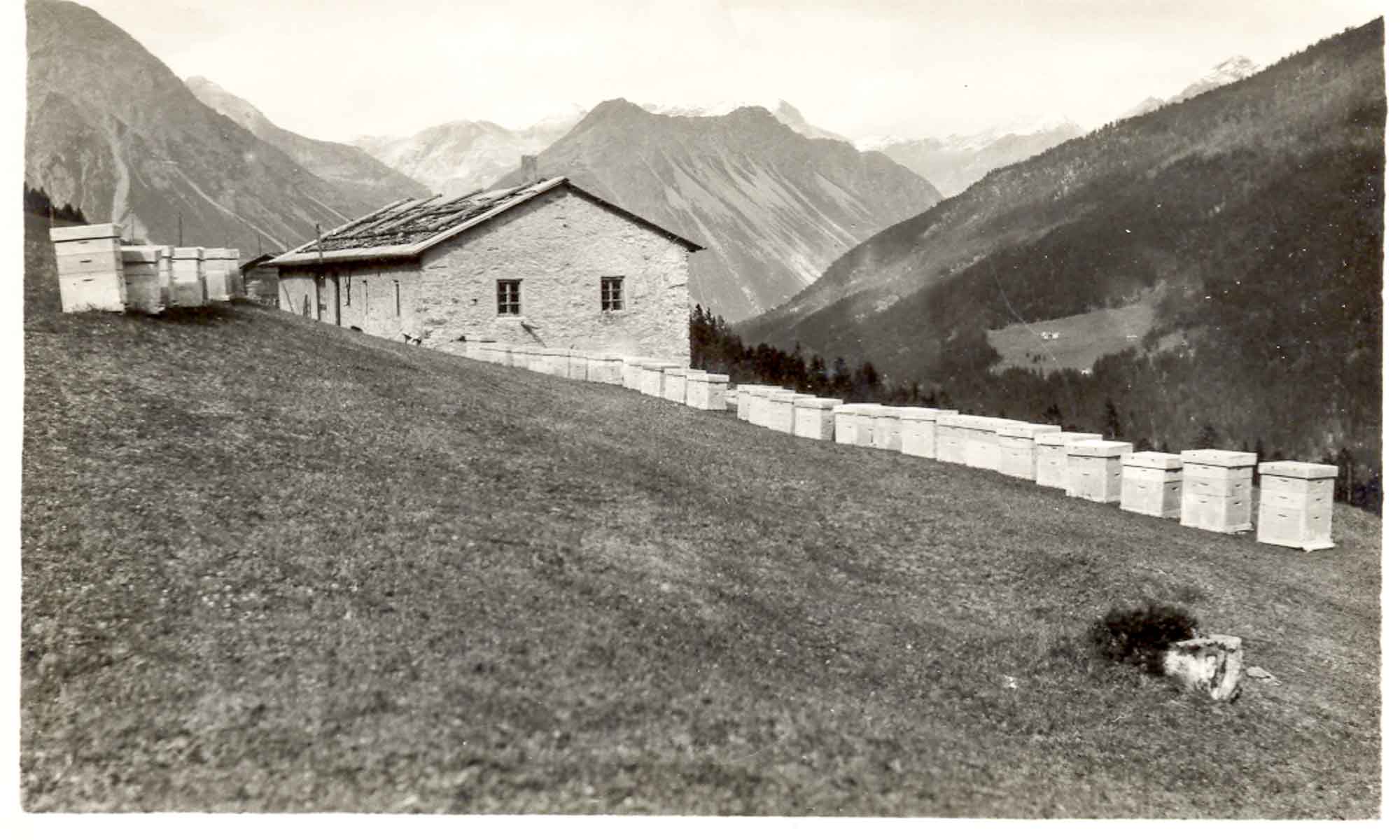 Ambrosoli Hives on the Hillside