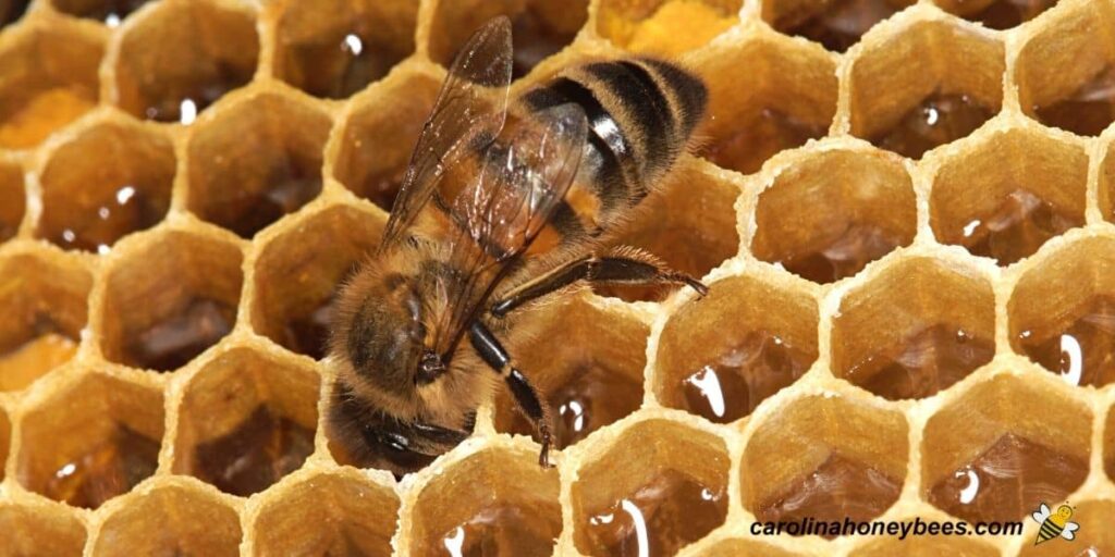 Bee making honey in comb cells