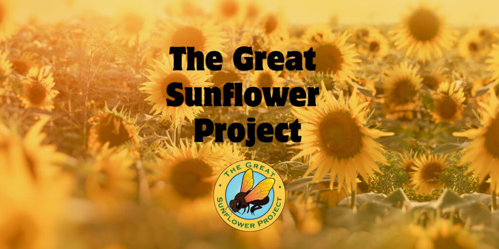 The Great Sunflower Project