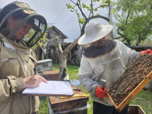 Entomologis Maggie Gill and colleague study the affect of Tropilaelaps mites on honey bee colonies.